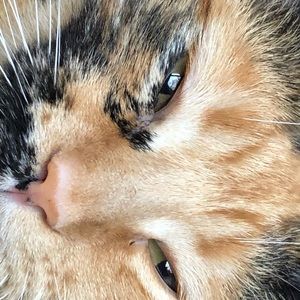 Meet your Posher, Alice